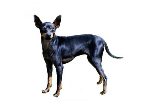 Black toy fox on sale terrier